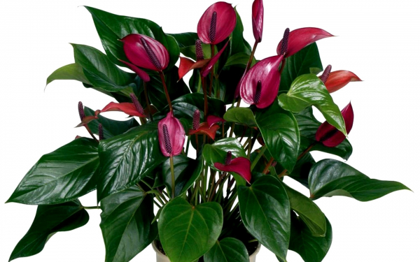 Антуриум фиолетовый