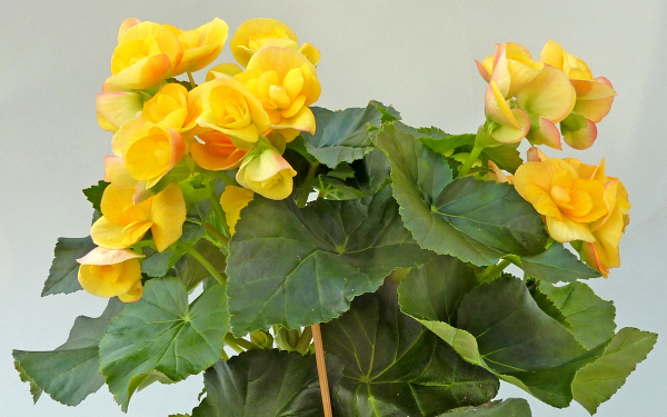 Бегония желтая