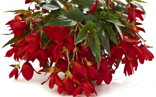 Бегония ампельная красная