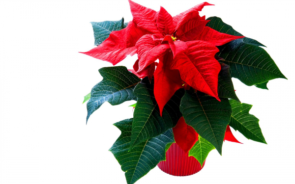 Пуансеттия или молочай красивейший