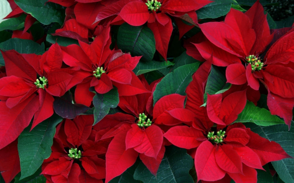 Пуансеттия красная