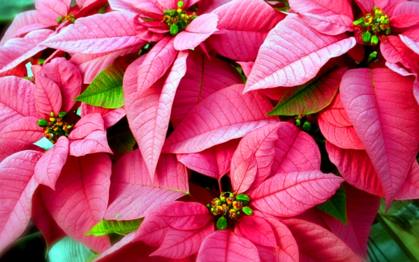 Пуансеттия розовая