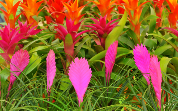 Тилландсия и гузмания