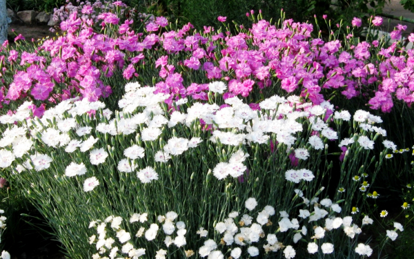 Гвоздика в саду