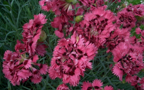 Гвоздика Гренадин