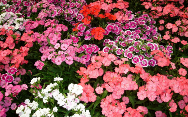 Гвоздика турецкая