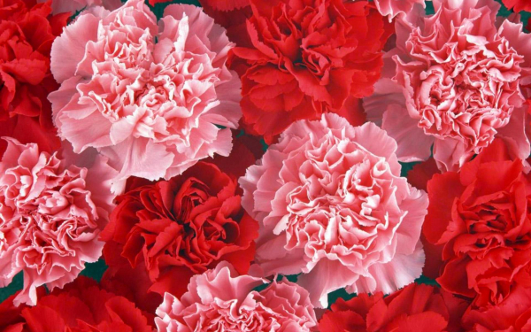 Цветы гвоздики красные и розовые