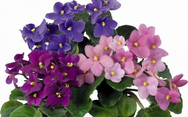 Цветы фиалки