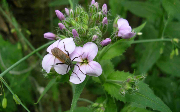 Цветок фиалка ночная