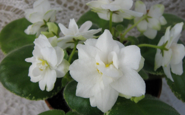 Фиалки белые