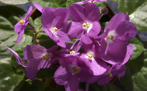 Фиалки сиреневые