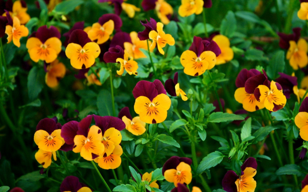 Фиалки или анютины глазки