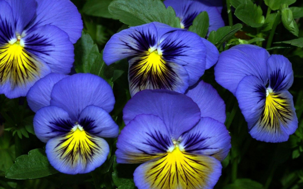 Анютины глазки или фиалки садовые