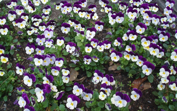 Анютины глазки