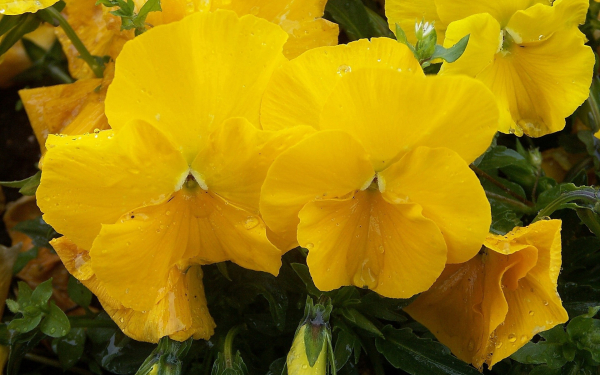 Желтые фиалки