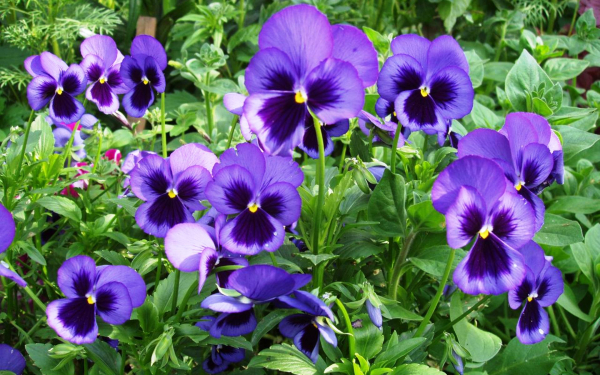 Расцвели в саду фиалки