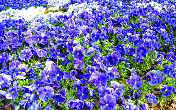 Синий ковер из фиалок