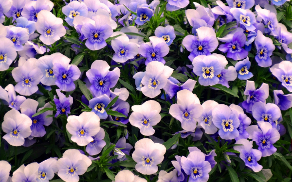 Трехцветные фиалки