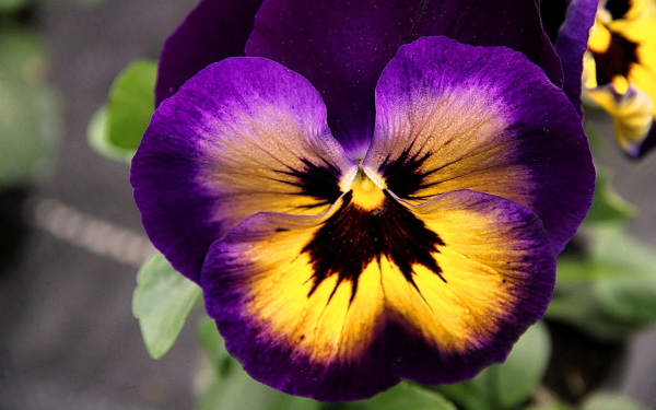 Фиалка трехцветная