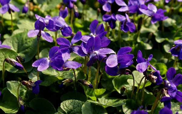 Фиалки душистые