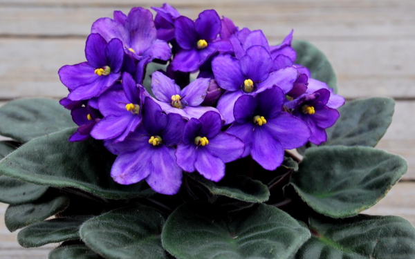 Фиалки комнатные