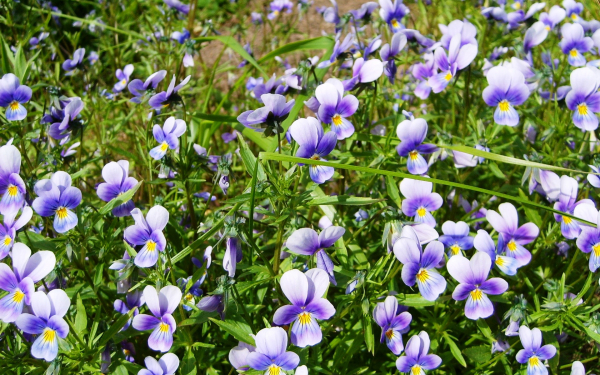 Фиалки лесные