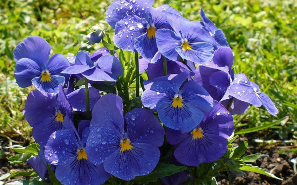 Фиалки с каплями дождя