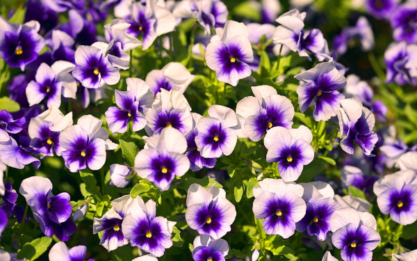 Фиалки садовые