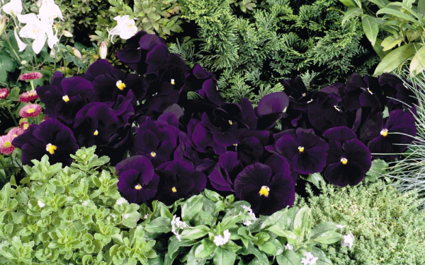 Фиалки темно-фиолетовые