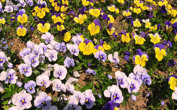Фиалки трехцветные или анютины глазки
