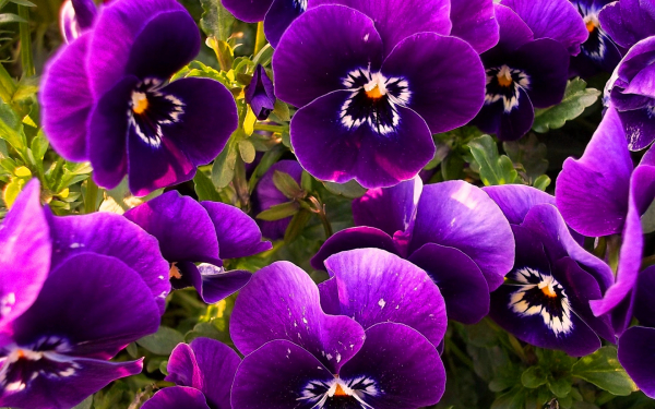 Фиалки фиолетовые