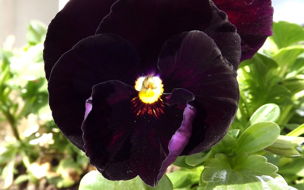 Цветок фиалка