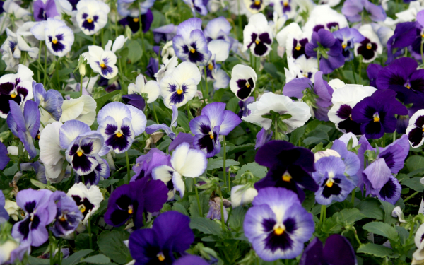 Цветы фиалки