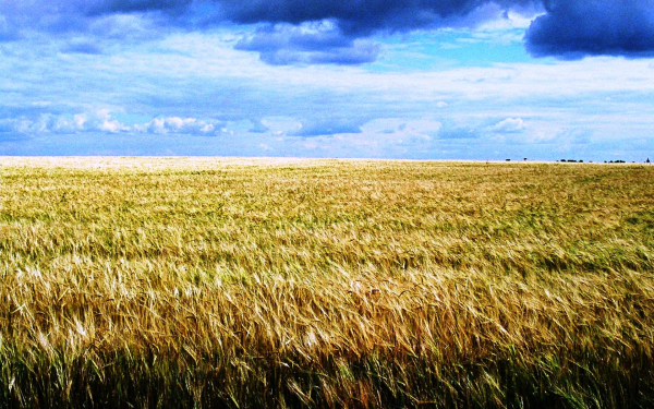 Россия. Хлебное поле