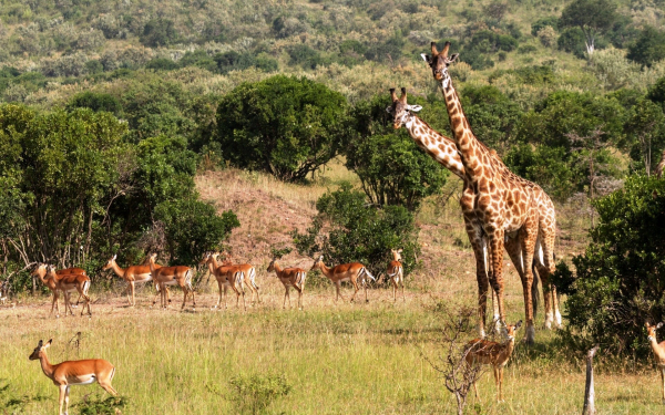 Жирафы и антилопы
