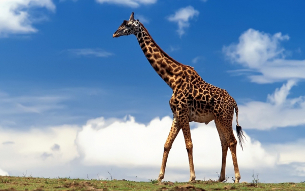 Жираф на фоне неба