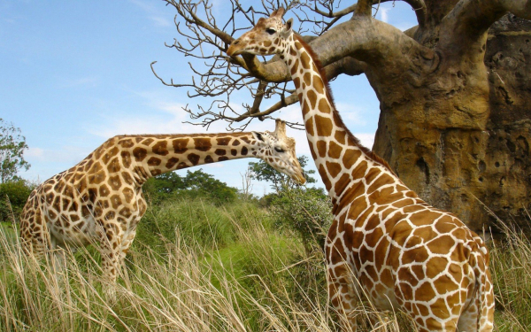 Жирафы в саванне