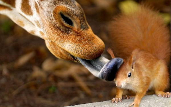 Жираф и белка