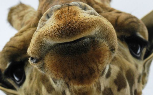 Голова жирафа