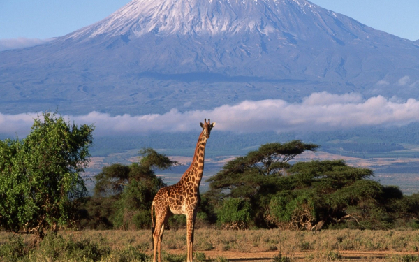 Красивый жираф