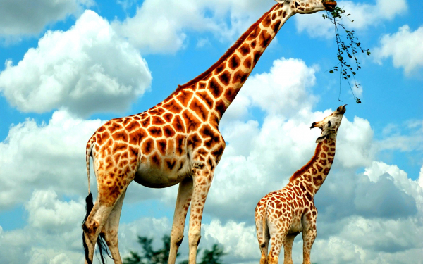 Жирафы кушают