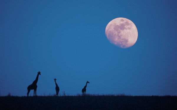 Жирафы ночью