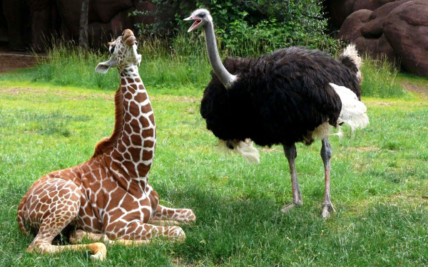 Жираф и страус