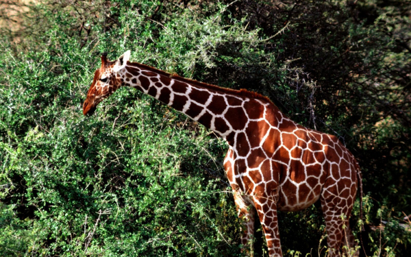 Жираф в кустах