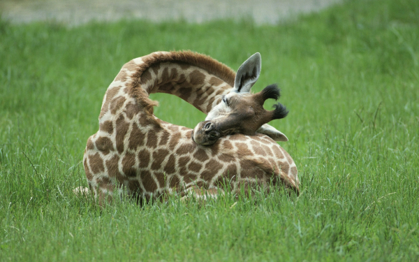 Жираф на траве