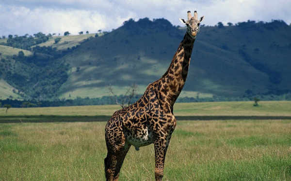 Жираф позирует