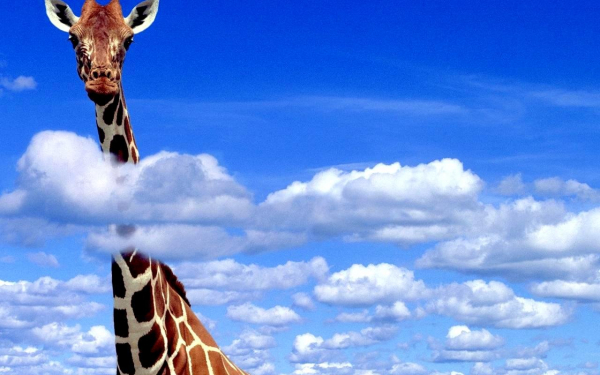 Высокий жираф