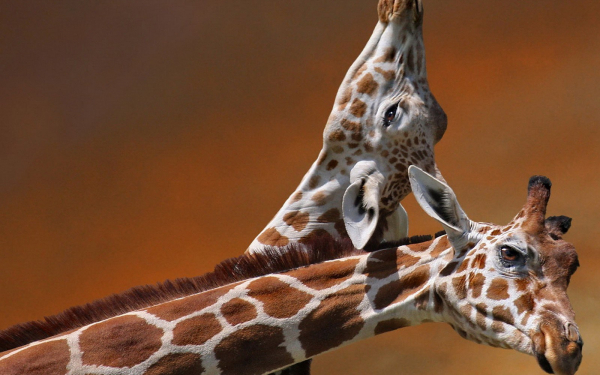 Жирафья свадьба