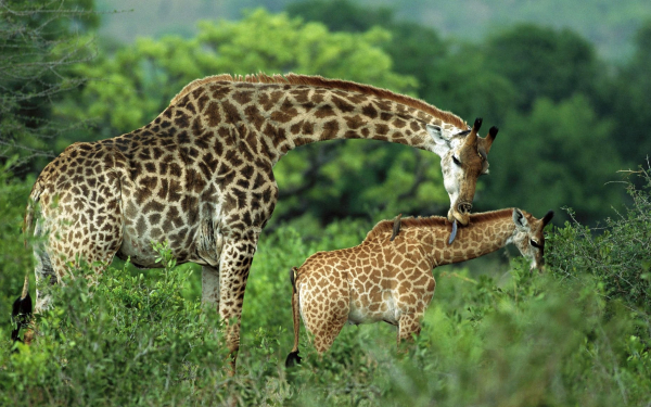 Жираф и жирафенок