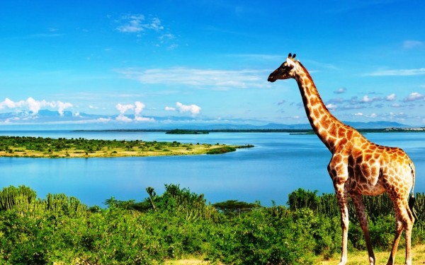 Жираф на берегу реки